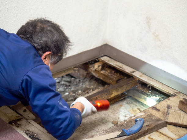 Best Black Mold Removal  in Norwalk, CT