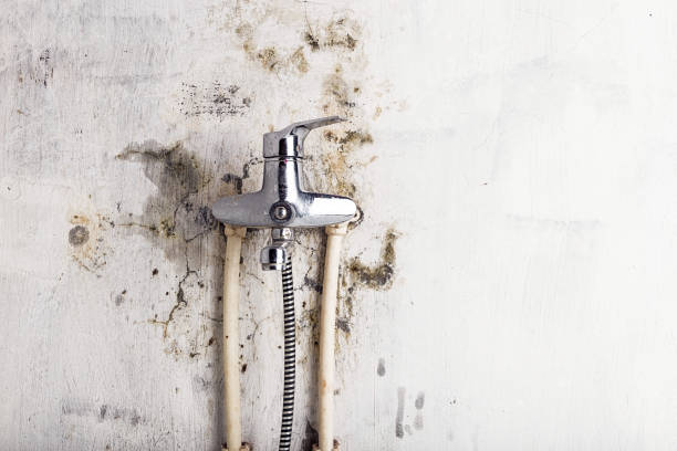 Best Black Mold Removal  in Norwalk, CT
