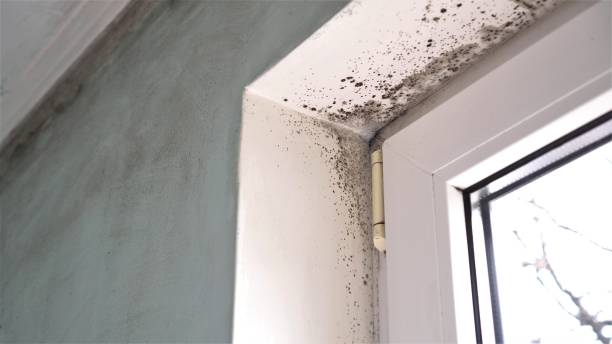 Attic Mold Removal in Norwalk, CT