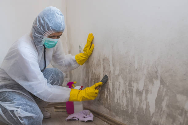 Best Mold Cleaning Services  in Norwalk, CT