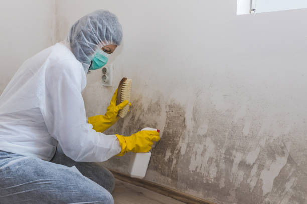  Norwalk, CT Mold Removal Pros