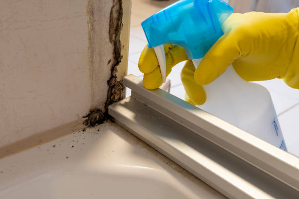 Best Fast Mold Removal  in Norwalk, CT