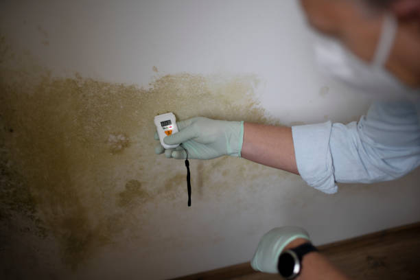 Best Certified Mold Removal  in Norwalk, CT