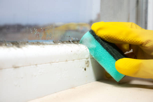 Best Toxic Mold Removal  in Norwalk, CT