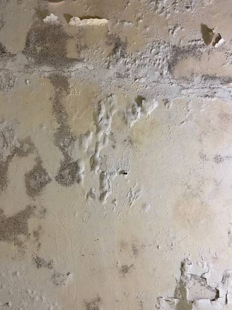 Professional Mold Removal in Norwalk, CT