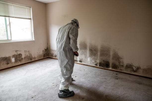 Best Mold Removal Process  in Norwalk, CT