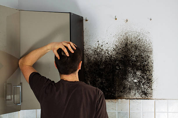 Best Crawl Space Mold Removal  in Norwalk, CT