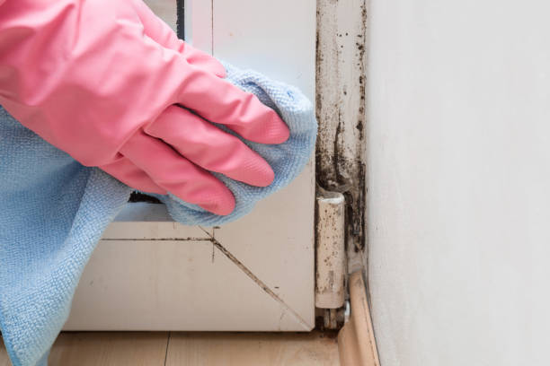 Best Home Mold Removal  in Norwalk, CT